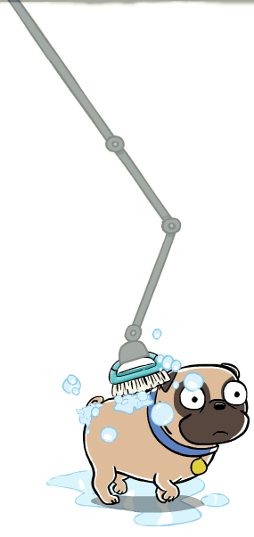 A pug dog getting a bath