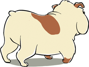 A Bulldog from the back